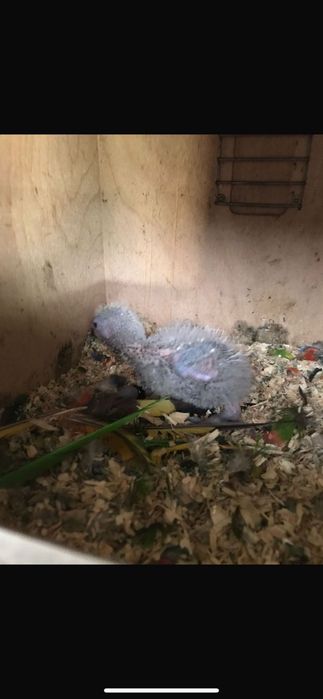 Casal de Loris malucanos reprodutor