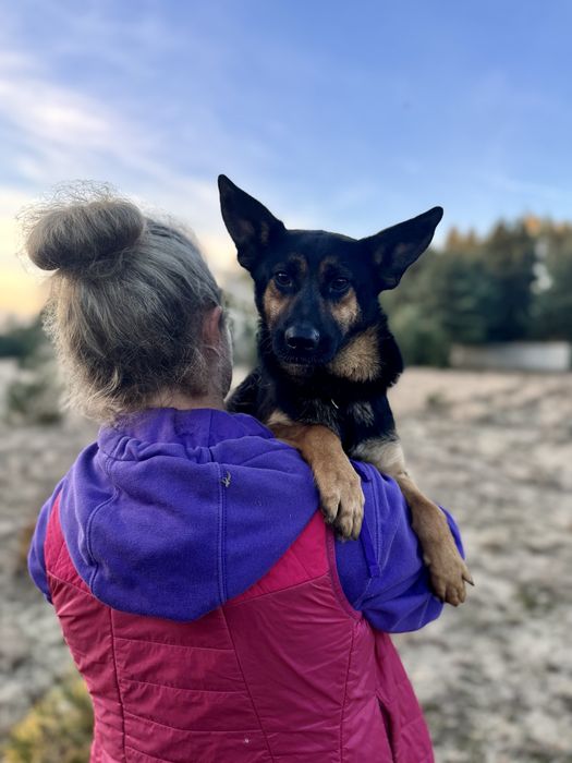 8 kg Gacuś do adopcji! Mikro owczarek, super pies!