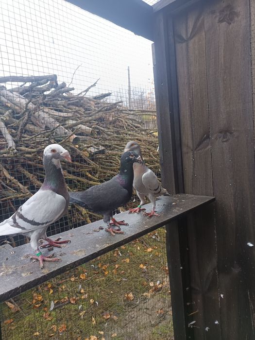 Gołębie rzeszowskie