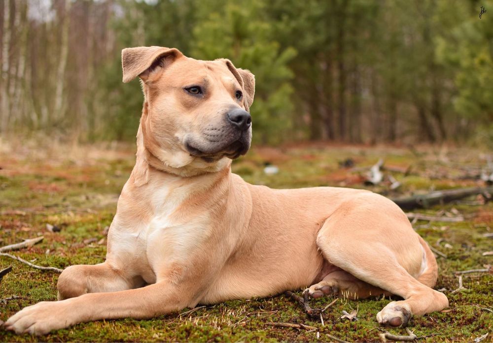 Piękny biszkoptowy pies w typie rasy amstaff do świadomej adopcji