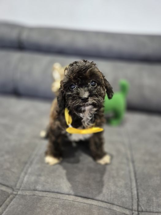 Cavapoo f1b piesek badania ! Sobolowy