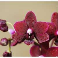 Чернична темна орхідея фаленопсіс