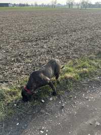 Suczka Cane Corso Italiano