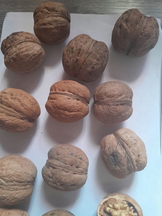 Продаётся грецкий орех