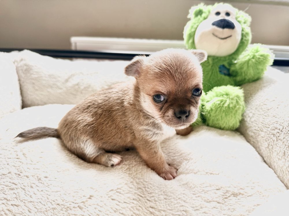 Sunia krótkowłosa chihuahua FCI
