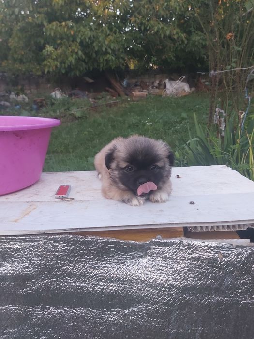 Продам хорошого пекінеса