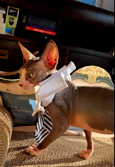Kot sfinks piękny kocurek sphynx