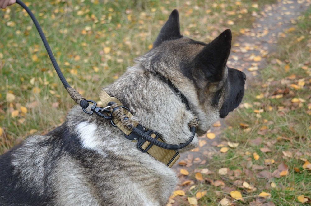 Новинка! Нашийник контролер для собак 10мм | Dogspotter Gen.II