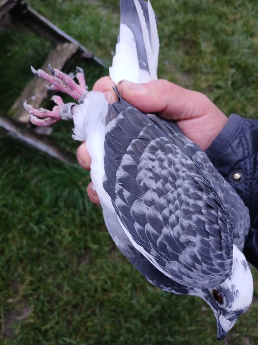 młode gołębie pocztowe pochodzenia S Węglarz plus dalekodystansowe