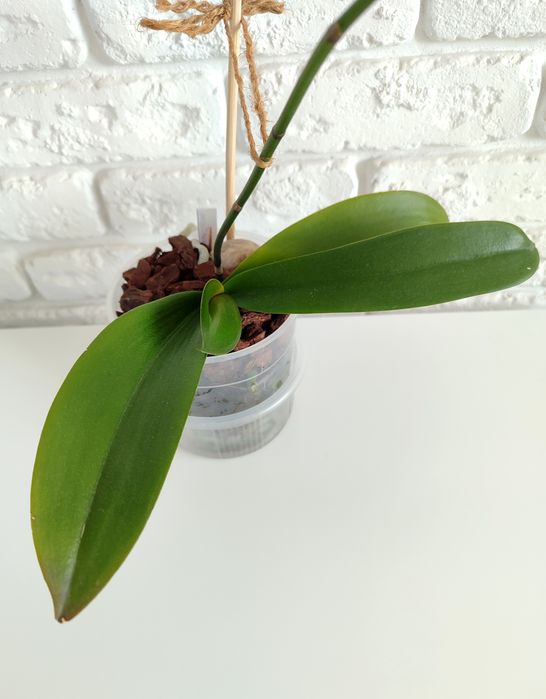 Орхідея Phal.Mountion