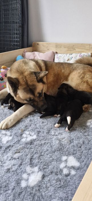 Akita Amerykanska FCI piesek zkwp