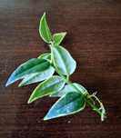 Hoya bella albomarginata.