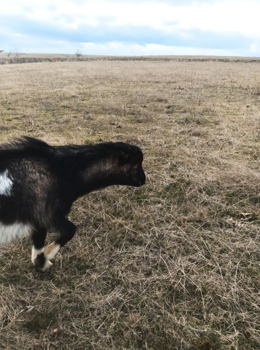 Продам козликов разных пород