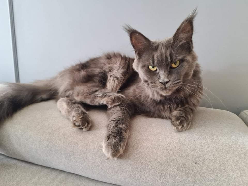 Kotki Maine coon Finstonowie*PL