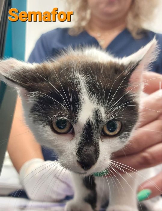 Semafor poleca się do adopcji!