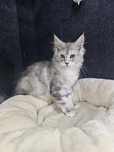 Maine coon Kotka fs na hodowle