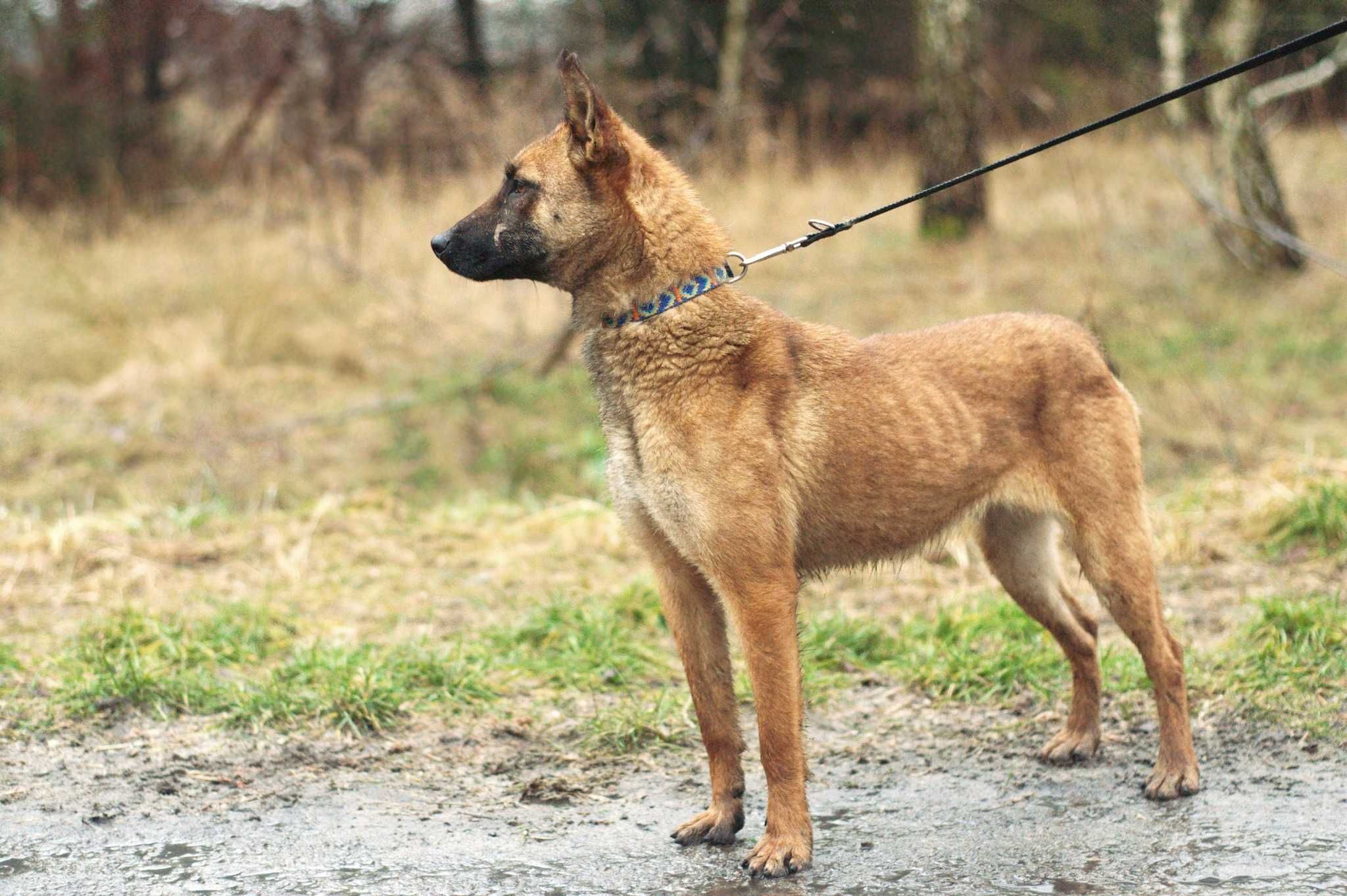 HOLLA - uległa i łagodna sunia w typie owczarka Belgijskiego/Malinois