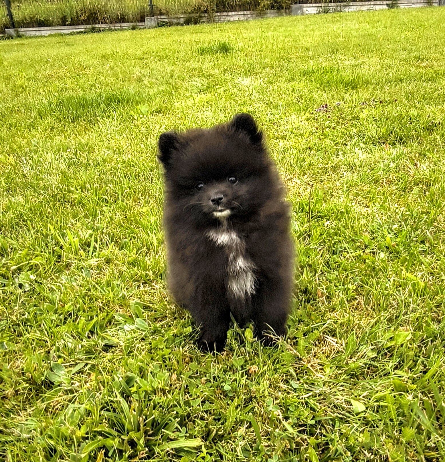 Pomeranian szpic miniaturowy suczka czarna z krawatką