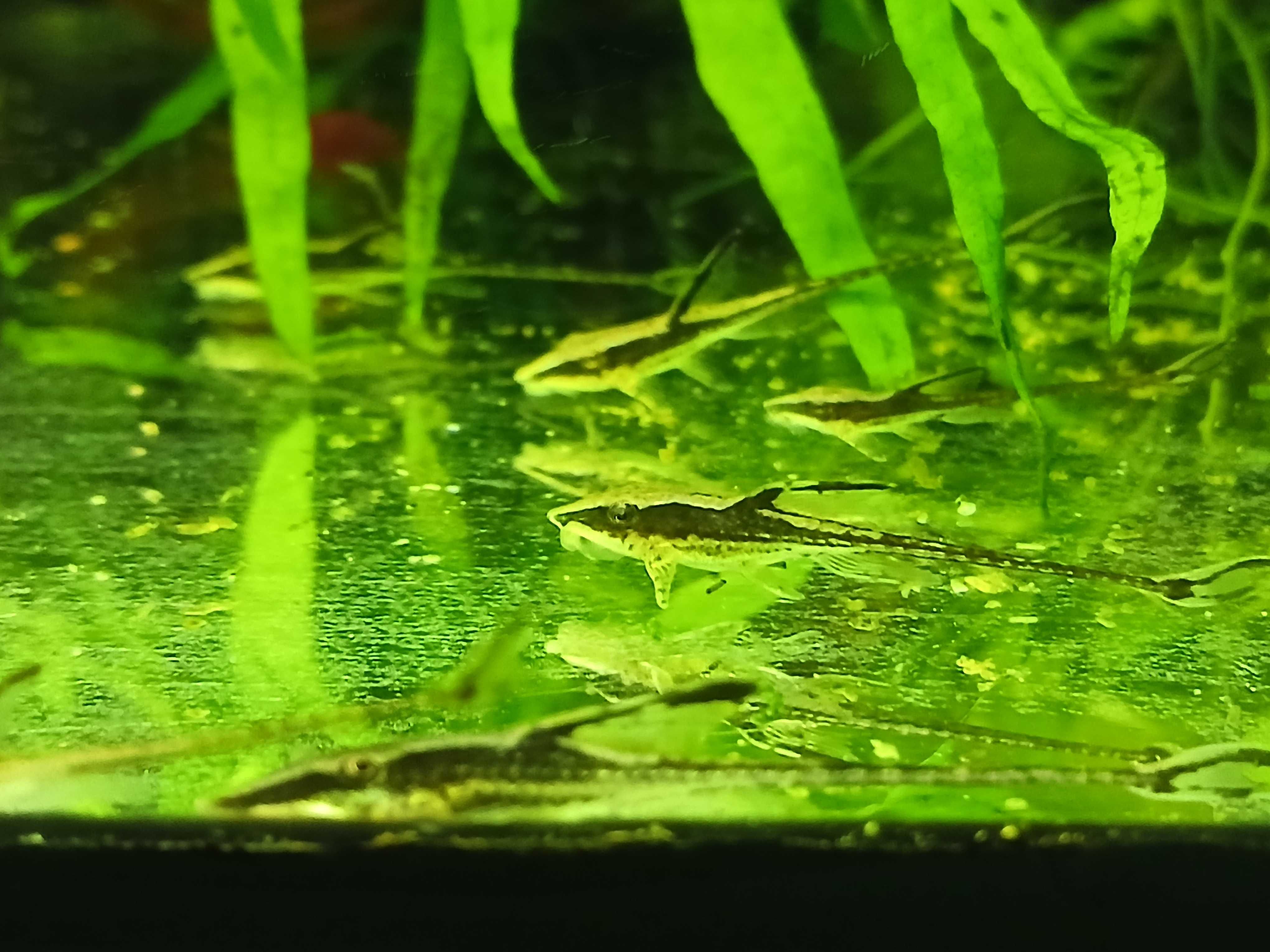 Sturisoma aureum
