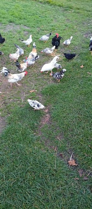 Kury liliputki liliputy