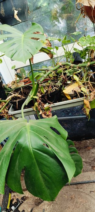 Kwiaty domowe doniczkowe