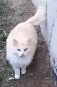 Кремовая белая пушистая кошечка Молли 1.5г красивая кошка