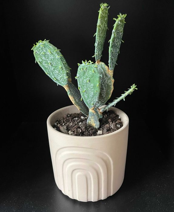 Sztuczny kaktus w doniczce roślina opuncja