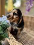 Śliczny piesek Cocker Spaniel Angielski z Rodowodem wielopokoleniowym