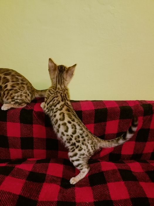 Бенгальці Bengali 2 розкішні клубні дівчинки