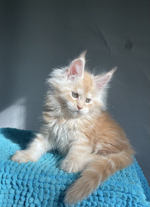 Котята Мейн кун , питомник !