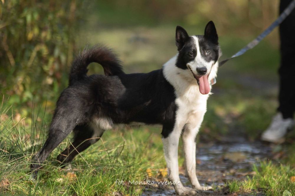 Sewo – cudo nie pies, przyjaciel na czterech łapach