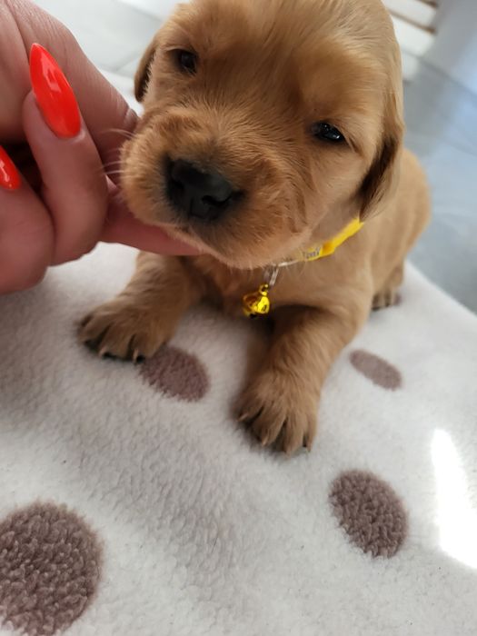 Piesek golden retriever ciemno złote maluszki po 20 listopada odbiór.