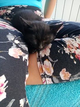 Oddam 2 kocurki w dobre ręce