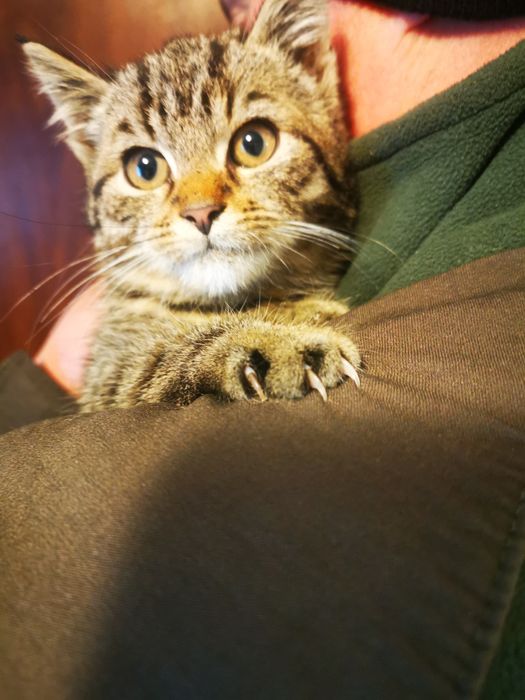 Oddam kocurka do dobrego domu