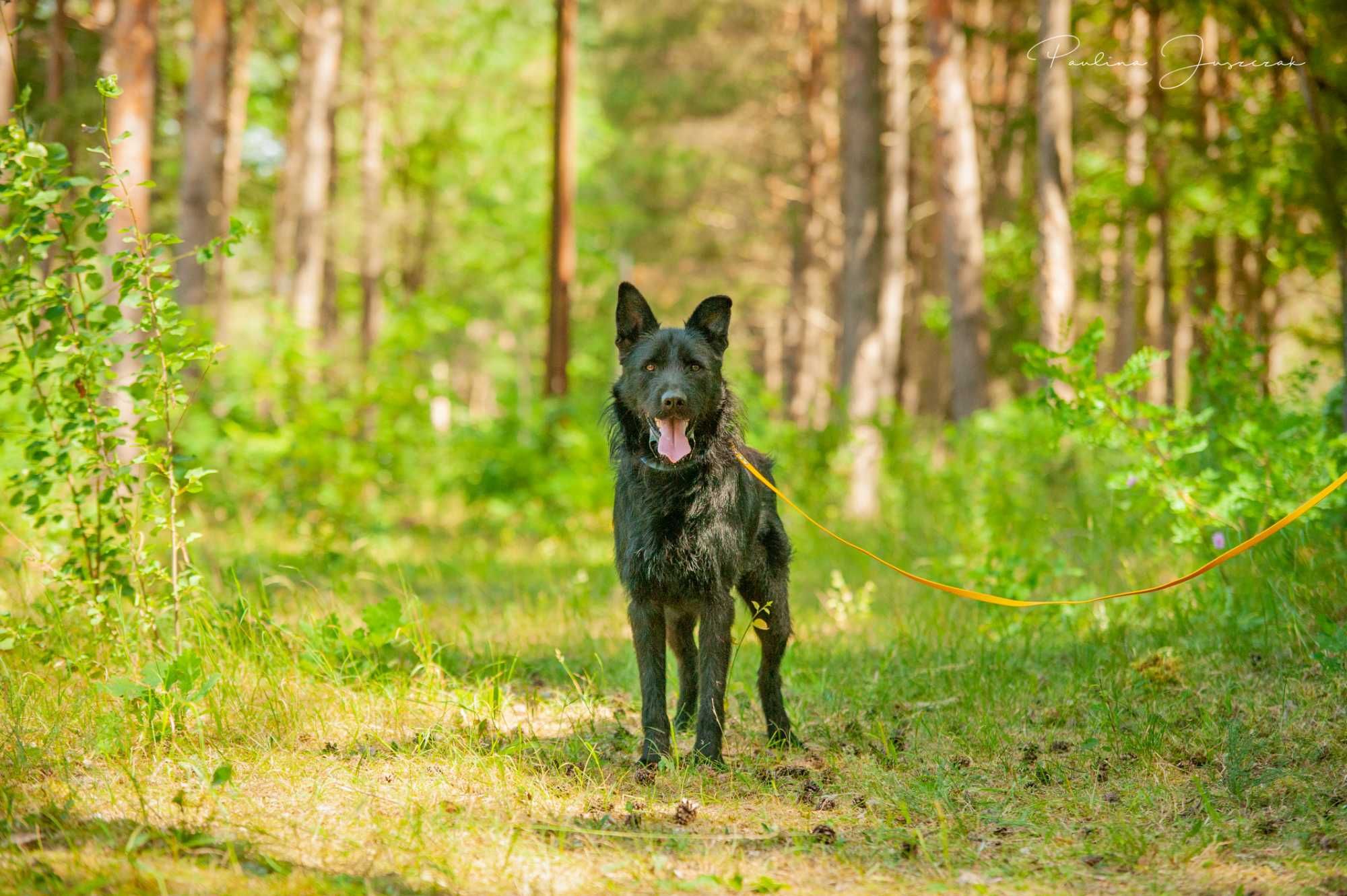 Noe - przystojniak wśród psów - szuka domu!