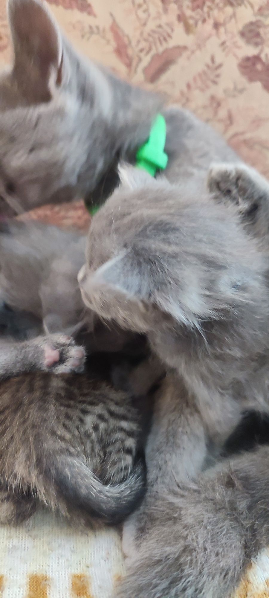 Продам кошенят британців
