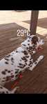 Dalmata fêmea 3 anos procura companhia