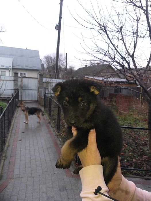цуценята німецької вівчарки
