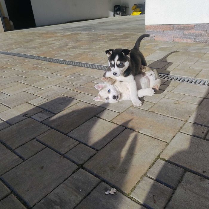 Szczeniaki Syberian Husky