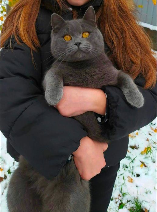 Кот на вязку. прямоухий