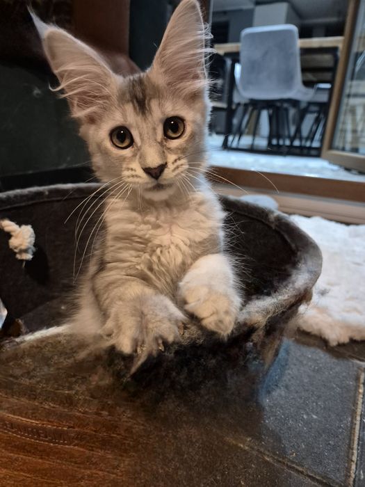 Cudna Nikita Maine Coon