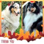 Owczarek Szkocki Collie Suczka