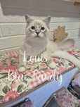 Kot Ragdoll Louis Warszawa FPL Gotowy do odbioru