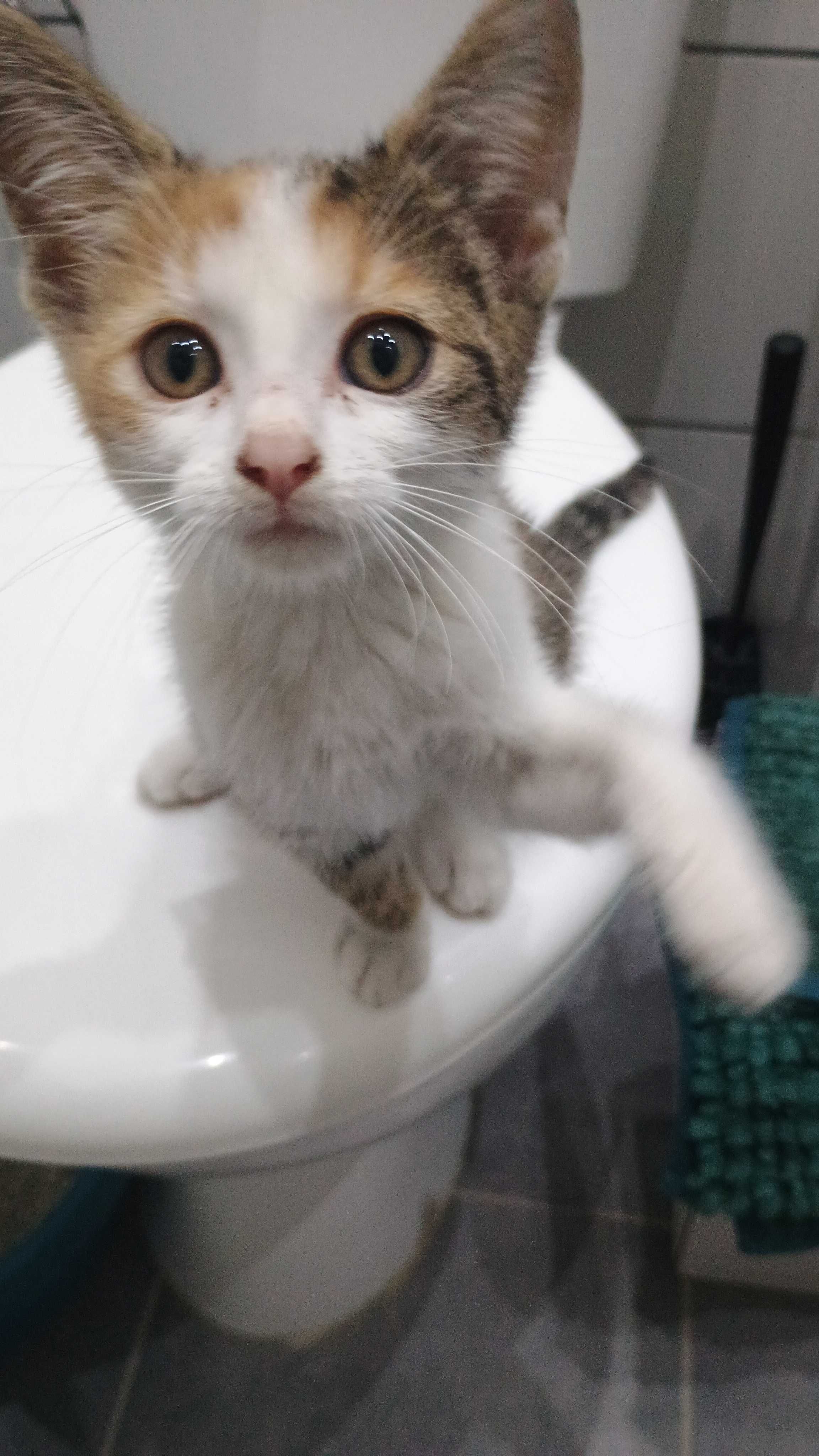 Kotek do adopcji - bezpłatna sterylizacja