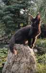 Czarny Maine Coon