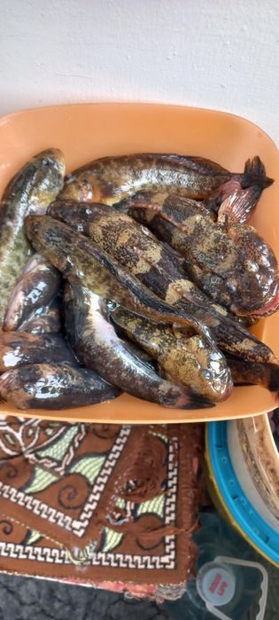 Черноморский Бычок