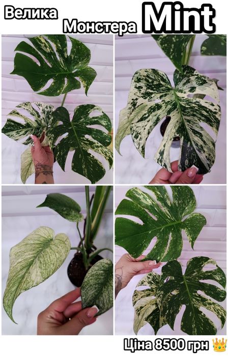 Монстера Мінт Варієгатна