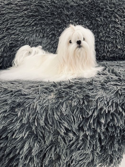 Самые красивые мальтезе у нас(Корея FCI)