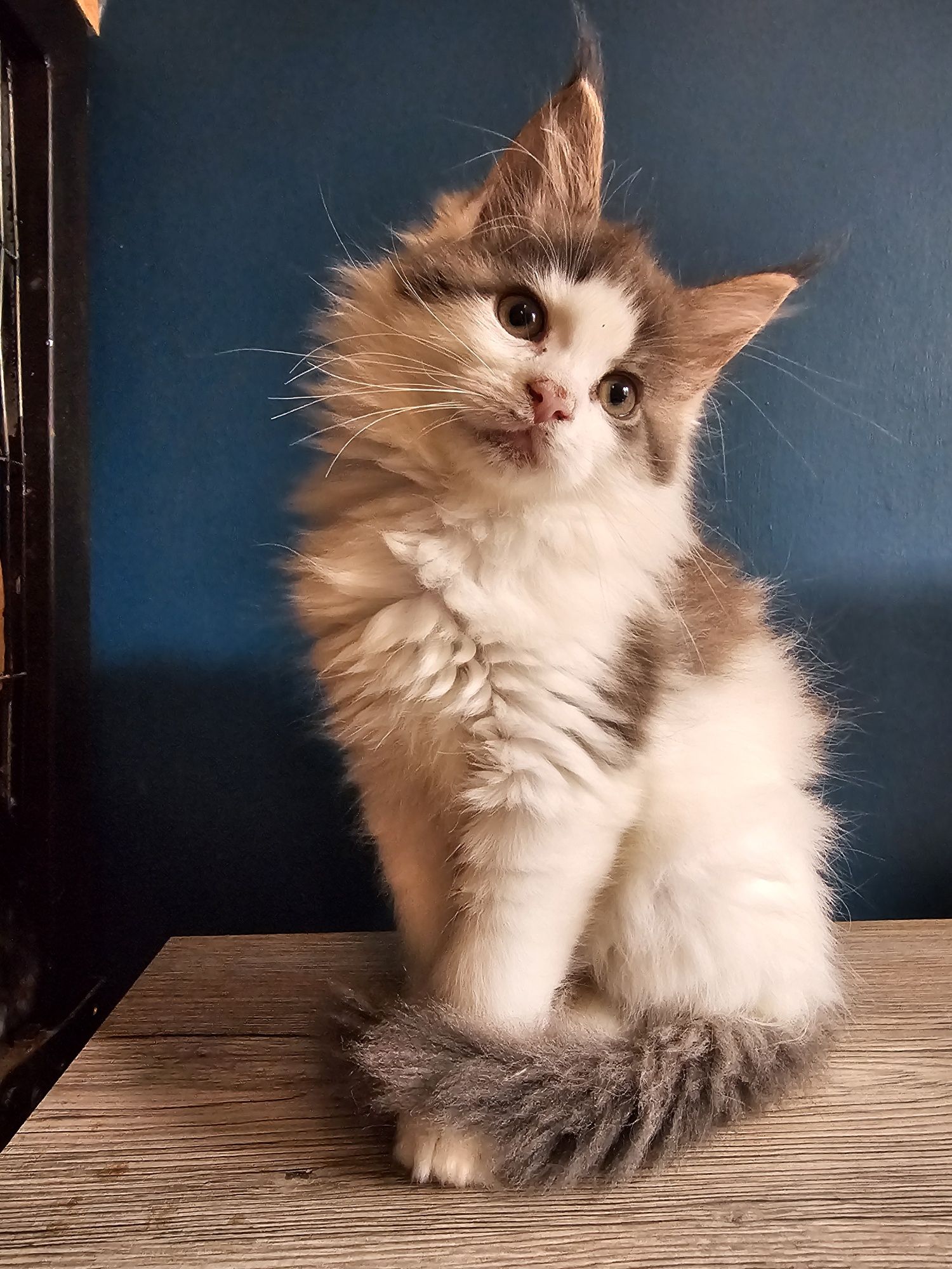 Maine coon kocur