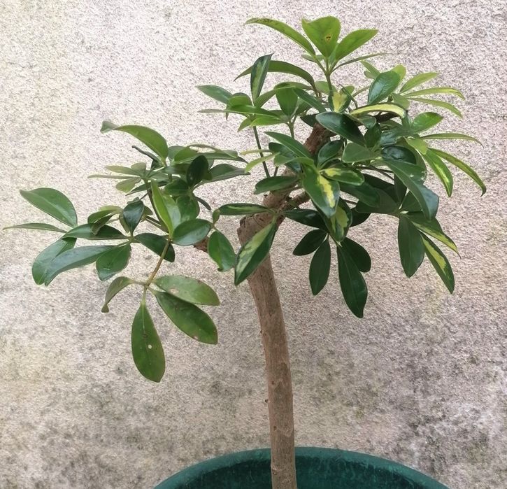 Planta Schefflera 40 cm de altura